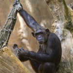 Zoo de Barcelona - Tierpark in Spanien