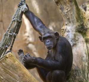 Zoo de Barcelona - Tierpark in Spanien